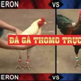 đá gà thommo 67