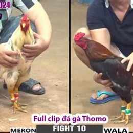 đá gà thomo 10 10 2022