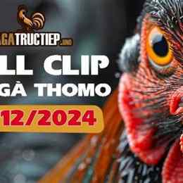 đá gà thomo 12 12 2024