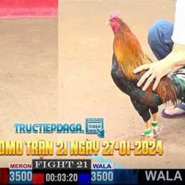 đá gà thomo 12/12 trận 21 c3