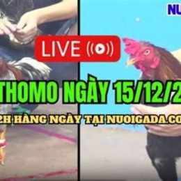 da ga thomo 15 5