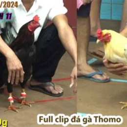 đa ga thomo 17 7