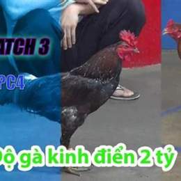 đá gà thomo 2 3 2023