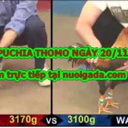 da ga thomo 20 11
