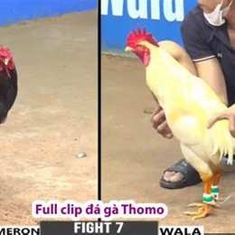 đa gà thomo 22 5