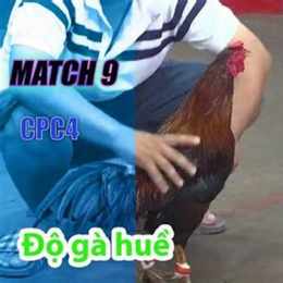 đá gà thomo 23 7 gà 9 cựa cpc4