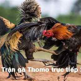 da ga thomo 24 8