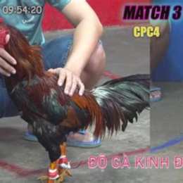 da ga thomo 25 2 2023