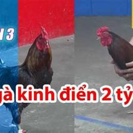 đá gà thomo 26 7 c2