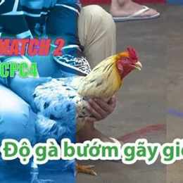 đá gà thomo 28 5 trận 54