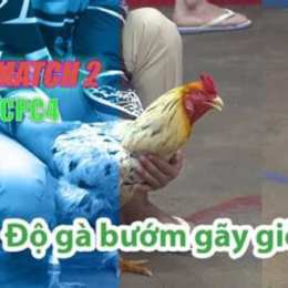 đá gà thomo 28 7 trận 34