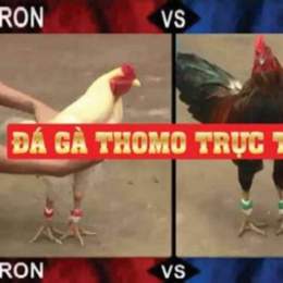 đá gà thomo 29 tháng 12