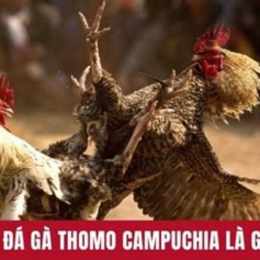 đa ga thomo 3 12