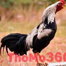 đá gà thomo 31 7 c2