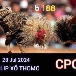 đá gà thomo 4 7 2024