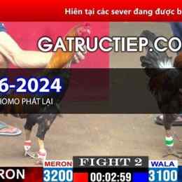 đá gà thomo 5 11 2023