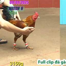 da ga thomo 6 6 2025