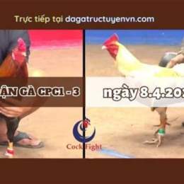 đá gà thomo 8 4 2023