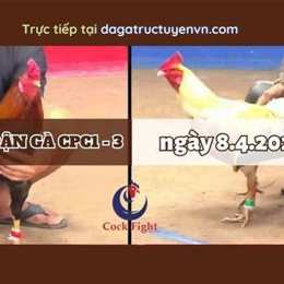đá gà thomo 8 4 2024