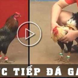 da ga thomo 8 7