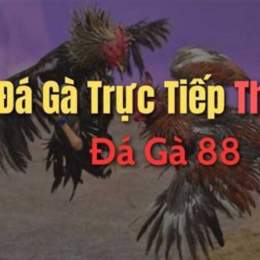 đá gà thomo 88 c3 hôm nay