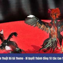 đá gà thomo 9 5 2024