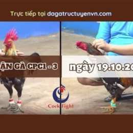 đá gà thomo c1 3/8