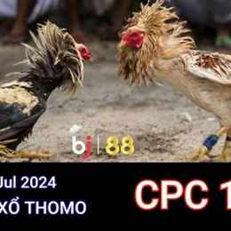 đá gà thomo c1 ngày 23 tháng 7