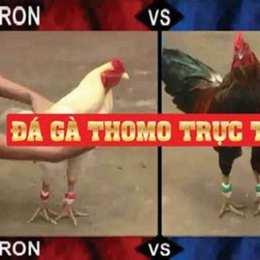 đá gà thomo c3 ngày 6 tháng 10 năm 2024