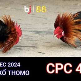 đá gà thomo c3 trận 21 ngày 14 1