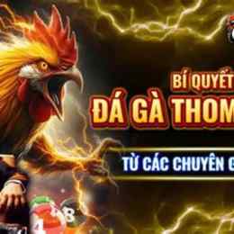 đá gà thomo c5 ngày 25 tháng 8