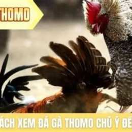 đá gà thomo chú ba cọp