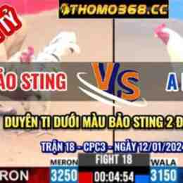 đá gà thomo duyên ti vs bảo sting