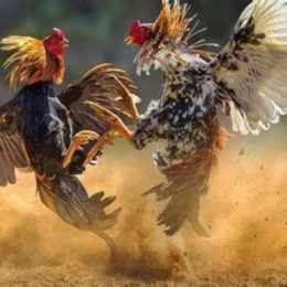 đá gà thomo gà tre đá với gà đòn