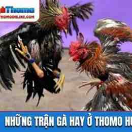 đá gà thomo hôm nay c3 trận 12