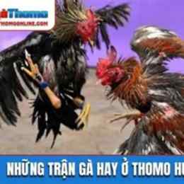 đá gà thomo hôm nay trận 25