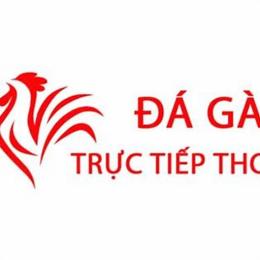 dá ga thomo hom nay