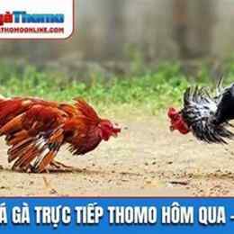 đá gà thomo hôm qua c1