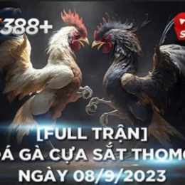 đá gà thomo hôm qua trận 19