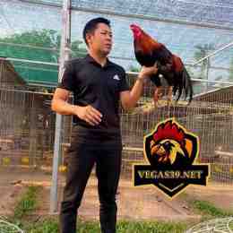 đá gà thomo hưng cần thơ