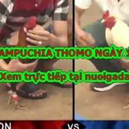 đá gà thomo ngày 10 tháng 11 năm 2023
