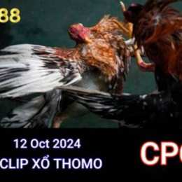đá gà thomo ngày 12 thắng 10
