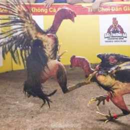 đá gà thomo ngày 12 tháng 11 năm 2023