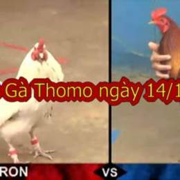 đá gà thomo ngày 14 thắng 11