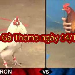 đá gà thomo ngày 14 tháng