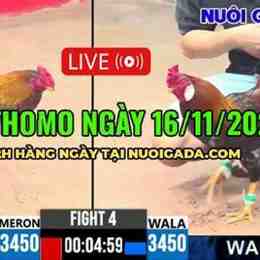 đá gà thomo ngày 16 tháng 11 năm 2023
