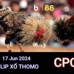 đá gà thomo ngày 17/7