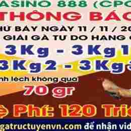 đá gà thomo ngày 19 tháng 11