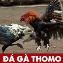 đá gà thomo ngày 21 tháng 12 năm 2003