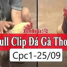 đá gà thomo ngày 25 tháng 09 năm 2023